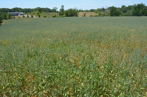 Property photo 83 - 21 Acre Modern Country Estate